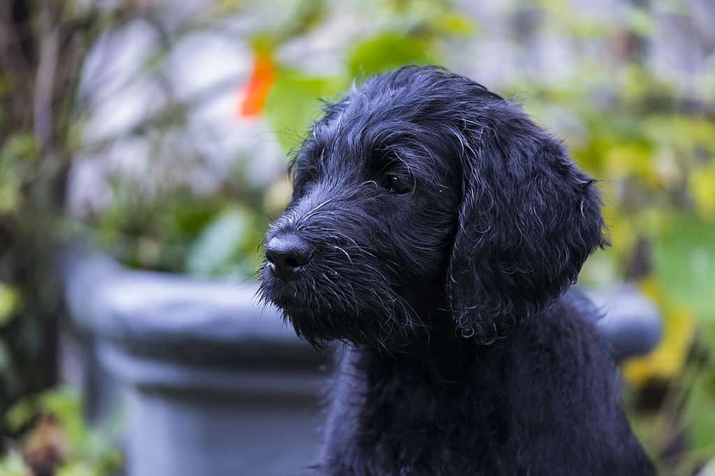 black labradoodle full grown