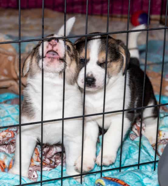 puppy whining in playpen