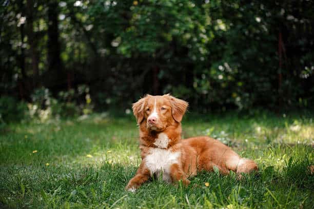 dogs with webbed feet and dewclaws