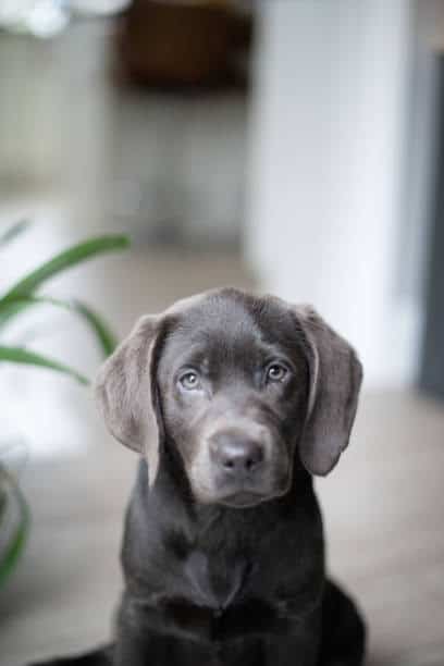 charcoal grey labrador