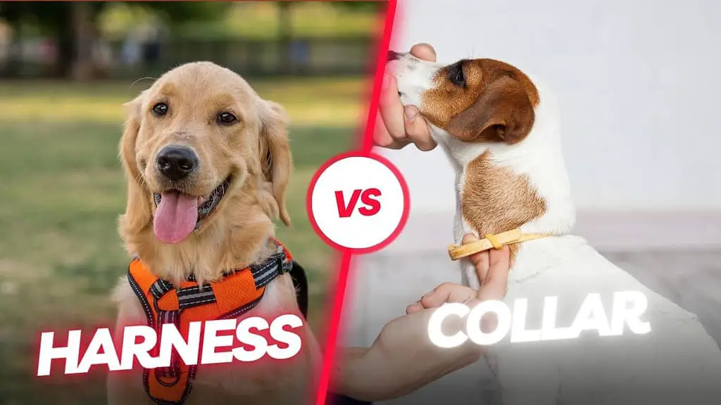 harness vs collar