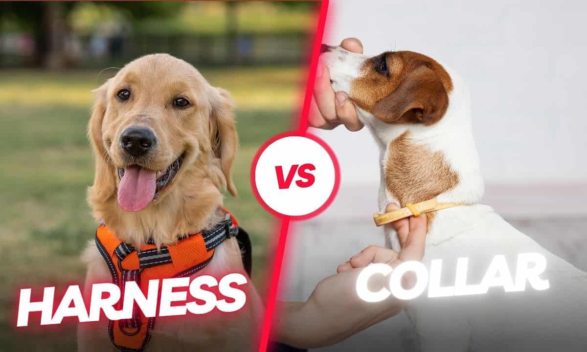 Harness Vs Collar Which One Will Suit Your Dog Better?