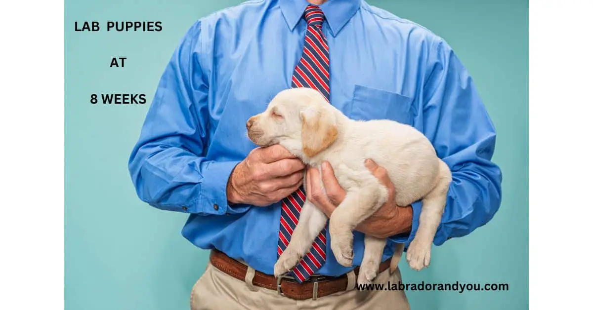 what-to-expect-from-lab-puppies-at-8-weeks-new-handling-tips