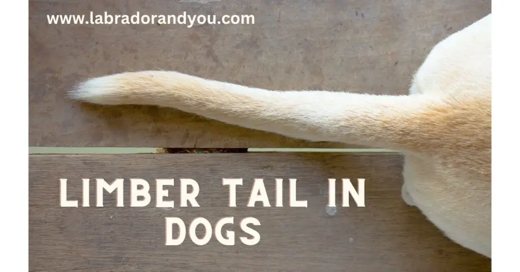 limber tail in dogs