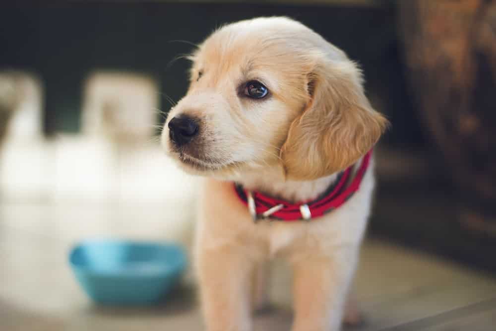 lab puppies at 8 weeks