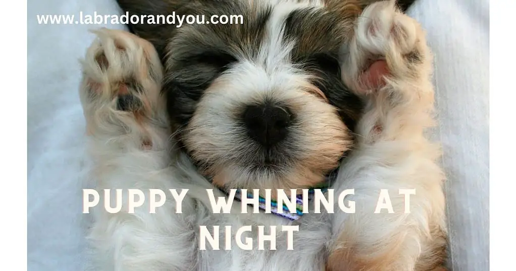 puppy whining at night