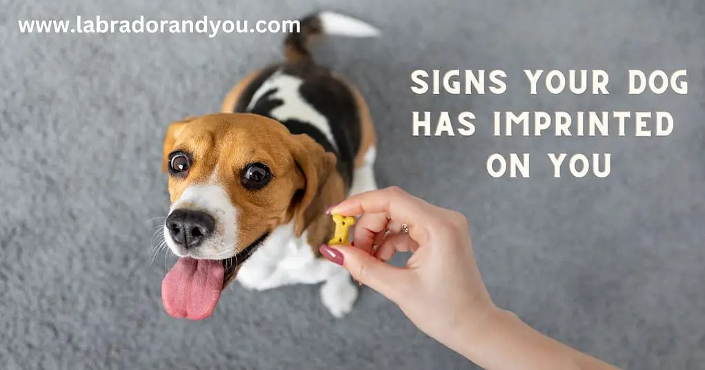 signs your dog imprinted on you