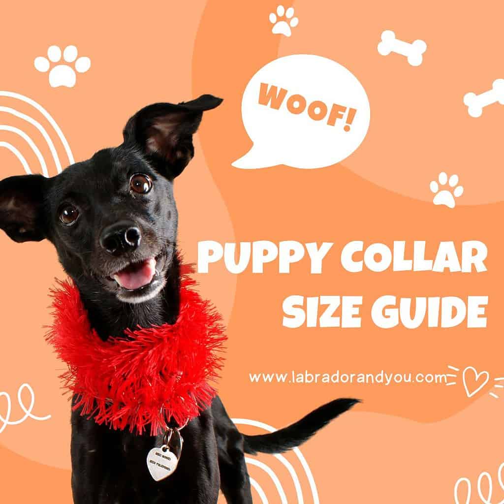 what size collar for a lab puppy; adult collars