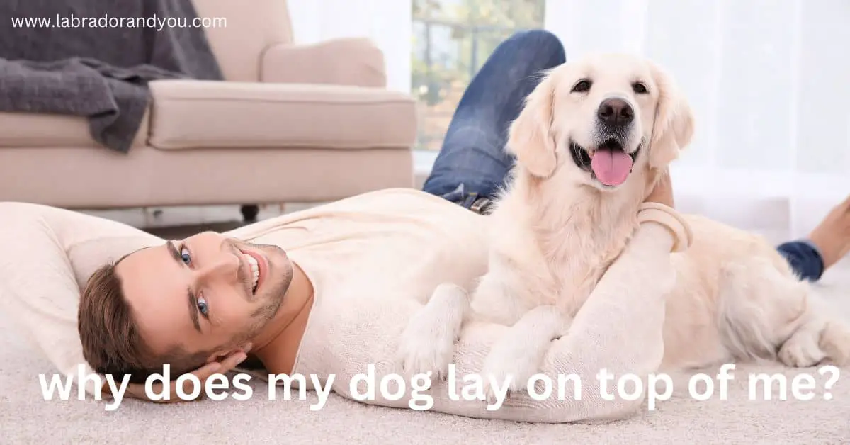 Why Does My Dog Lay On Top Of Me? How To Stop?