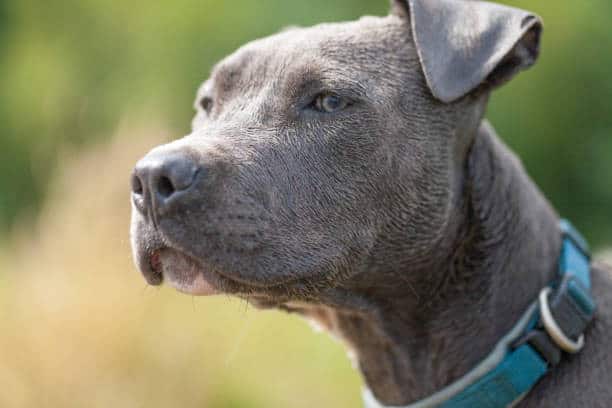 happy puppy site; american kennel club