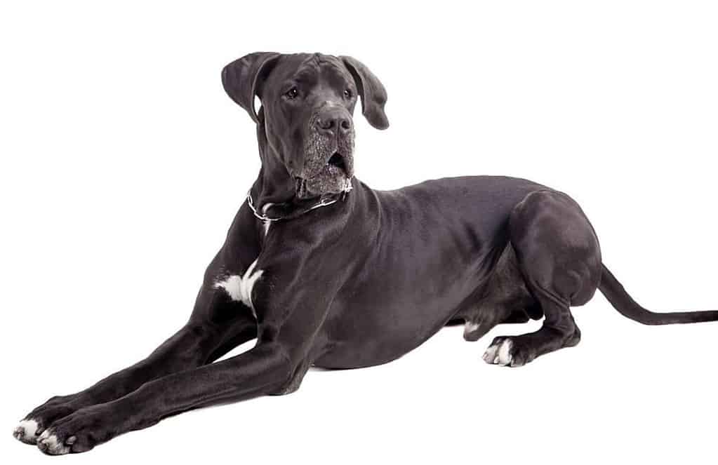 Training a Lab and Great Dane designer dog is easy