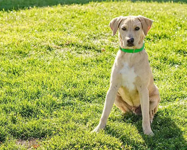 labrador 6 months