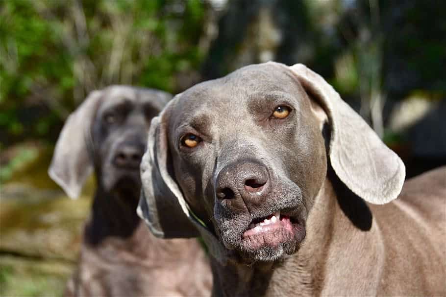 lab weim ; weim lab mix puppies