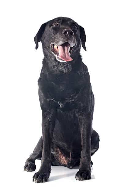 black labrador retriever; bomb detection dogs.