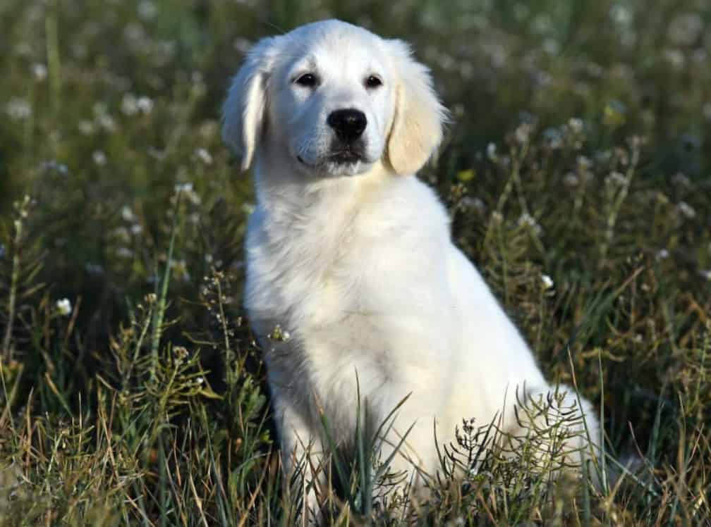 lab and great pyrenees