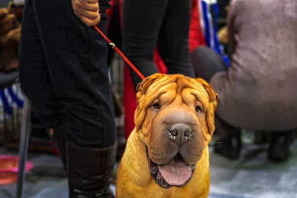 labrador and shar pei mix