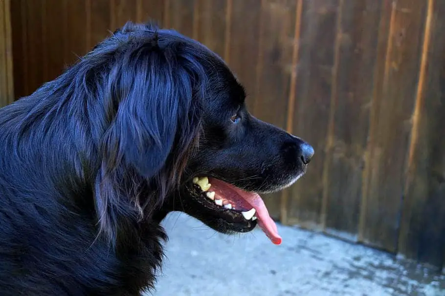 both golden retrievers and black labrador make goldador dog.
