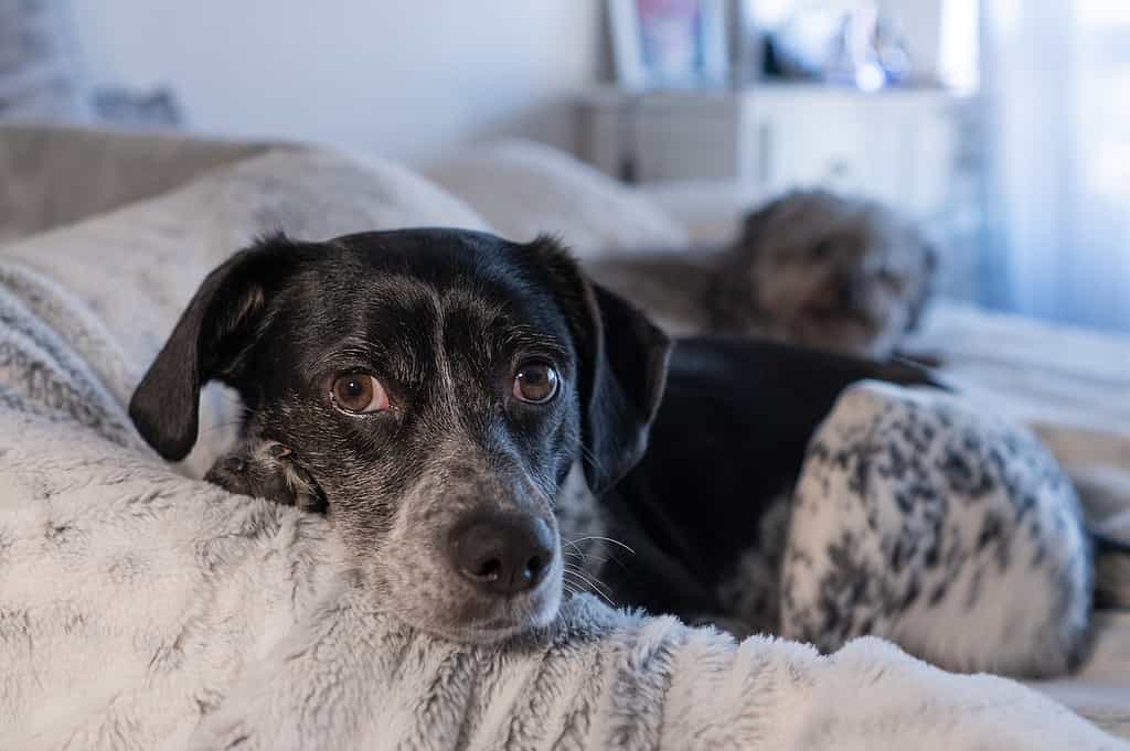 labrador pointer mix