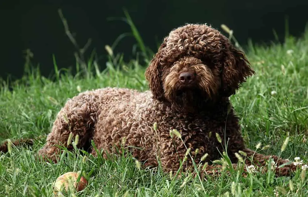 fb1 labradoodle