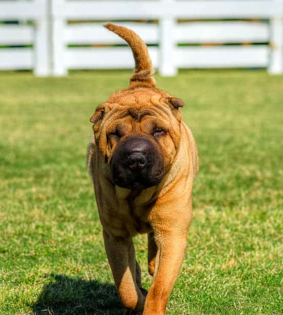 shar pei lab mix puppy