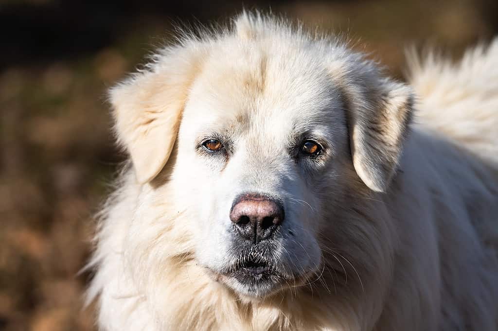 great pyrenees mix with lab