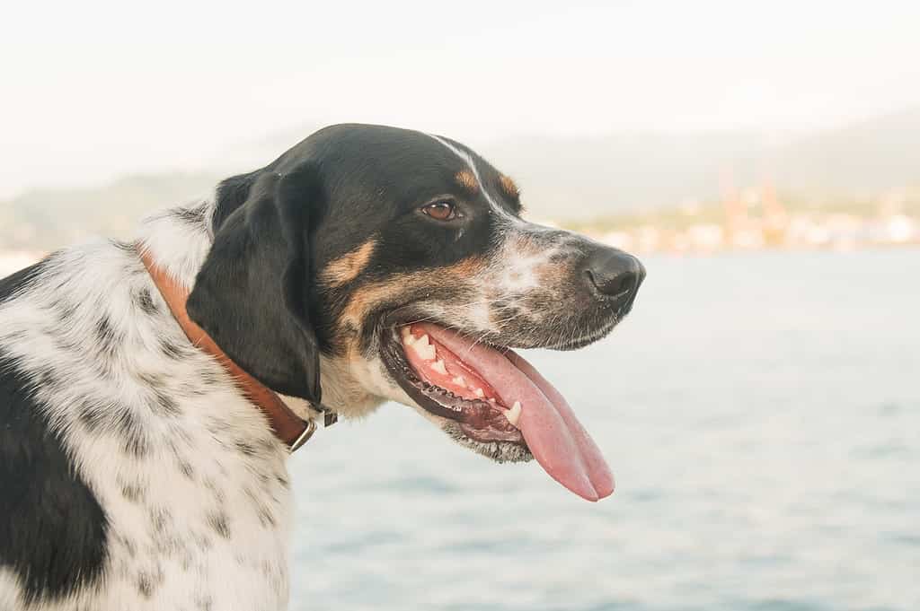 labrador pointer