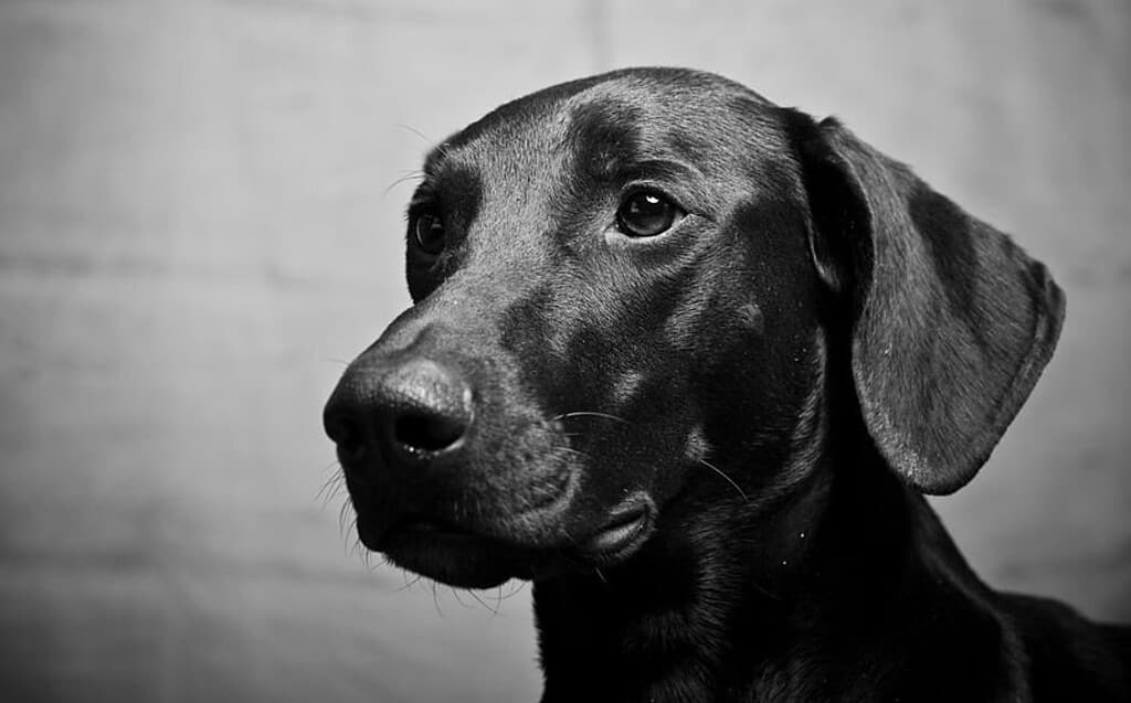 Great Dane and Labrador puppy mixes with other animals