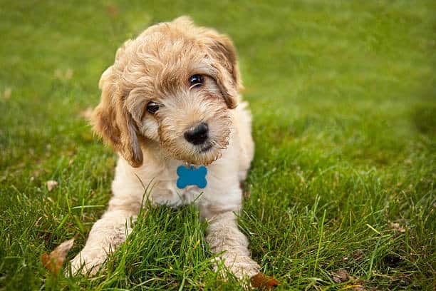 miniature labradoodle