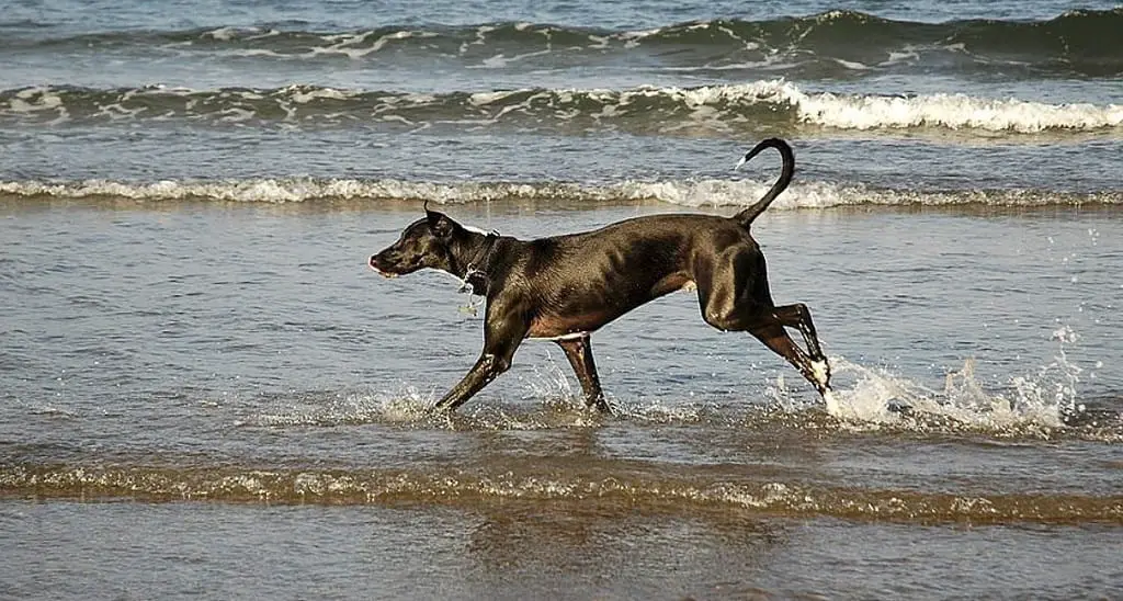 Great Dane and Labrador Dog