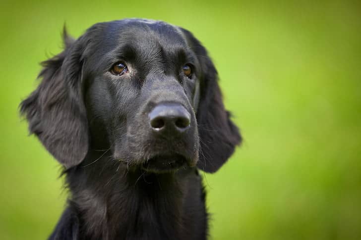 black lab golden retriever mix