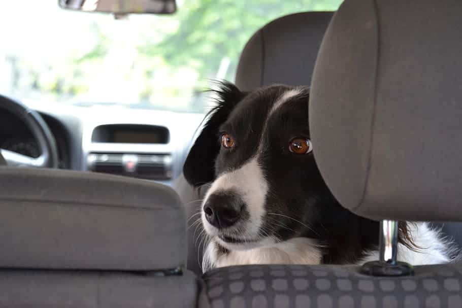 how to transport puppy in car