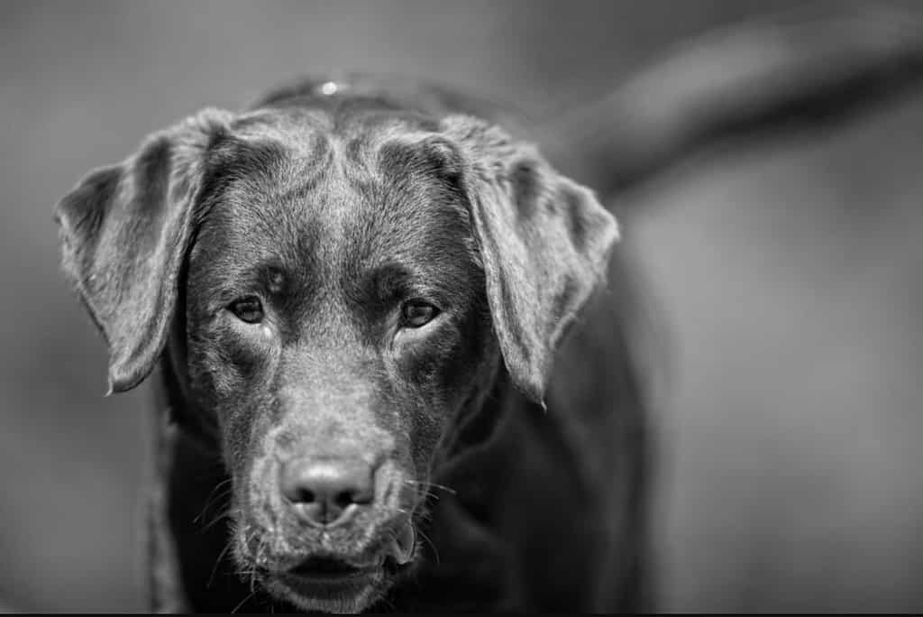 Great Dane Lab Mix; black lab