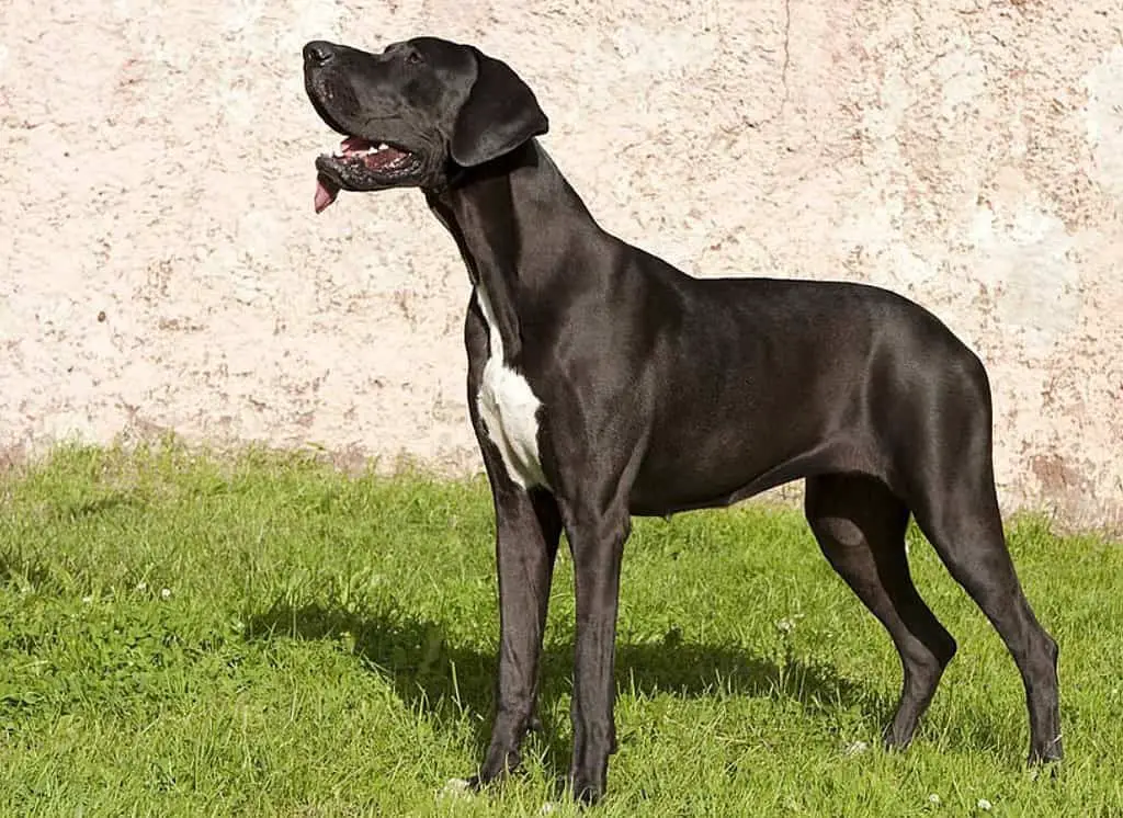 Great Dane lab