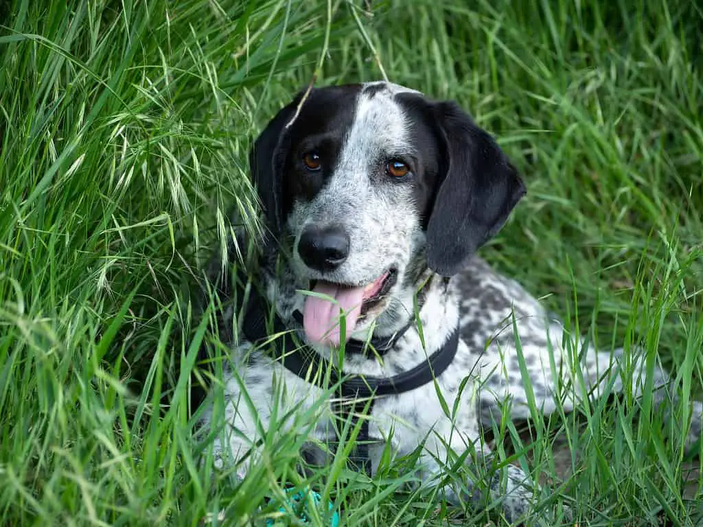 pointer lab mix puppies