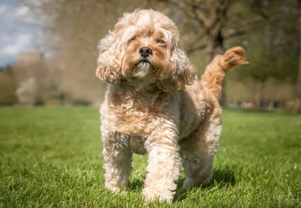 f1b labradoodles