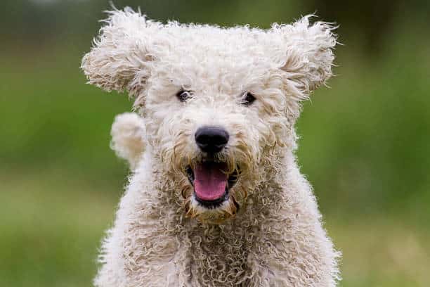 australian labradoodle