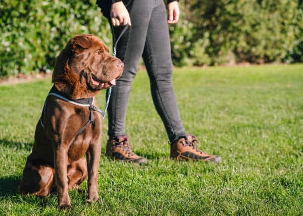 shar pei lab