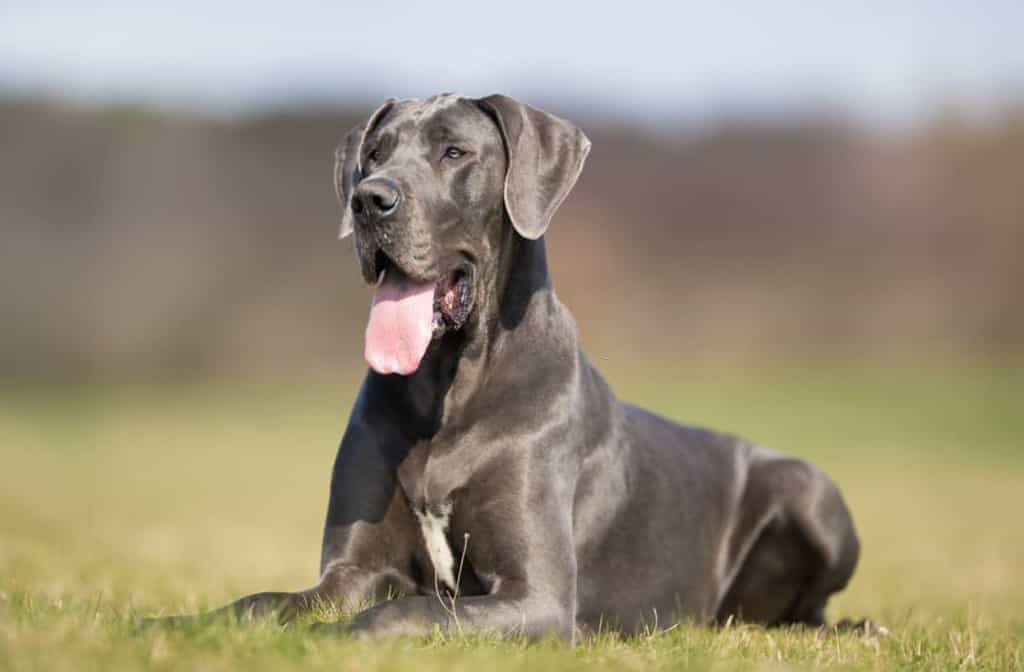 Great Dane Lab Mix;  labradane puppies 