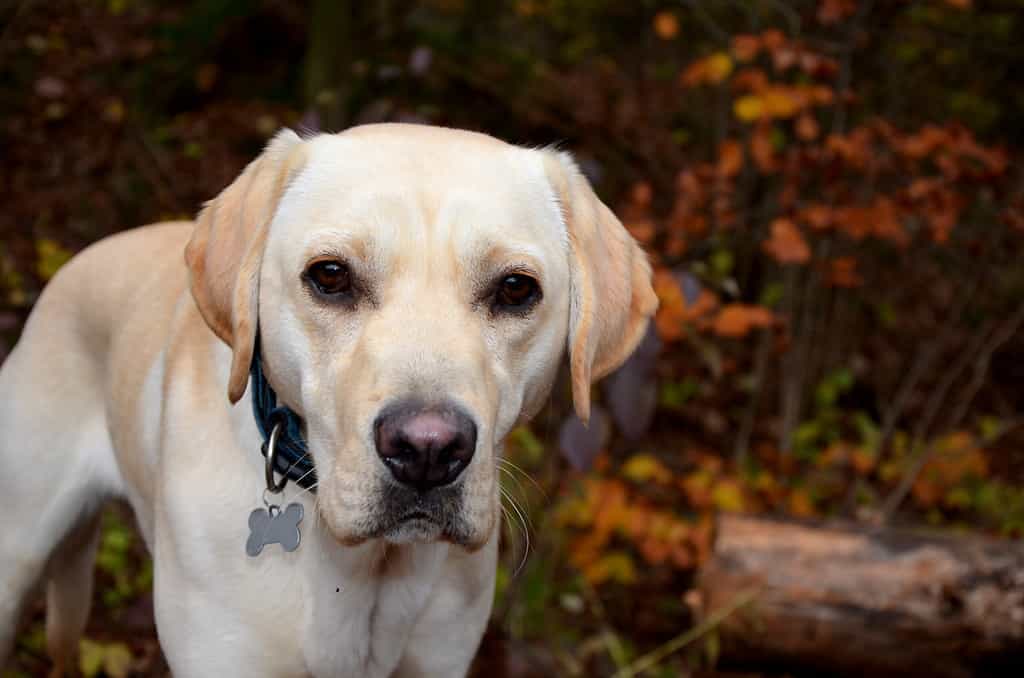 english cream labrador retriever; english labrador.