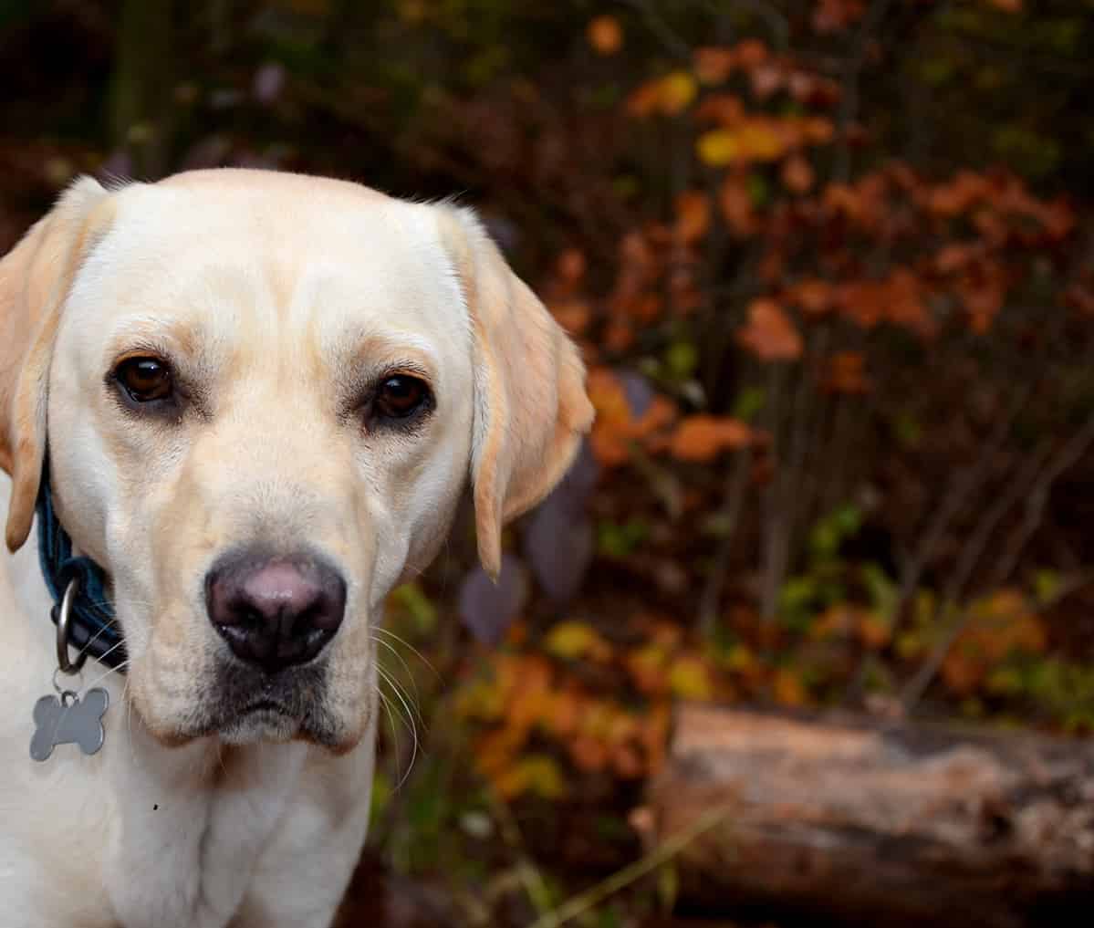 English Cream Labrador: Traits, Appearance, and History