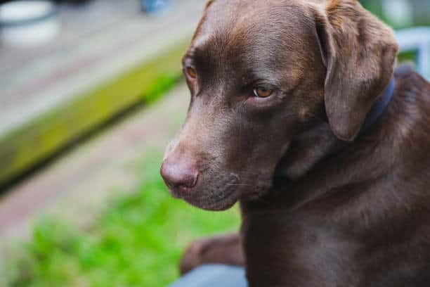 weimaraner labrador; hybrid breed.