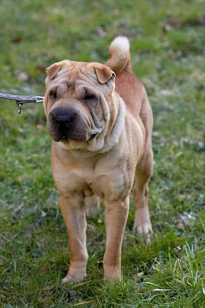 sharpei lab