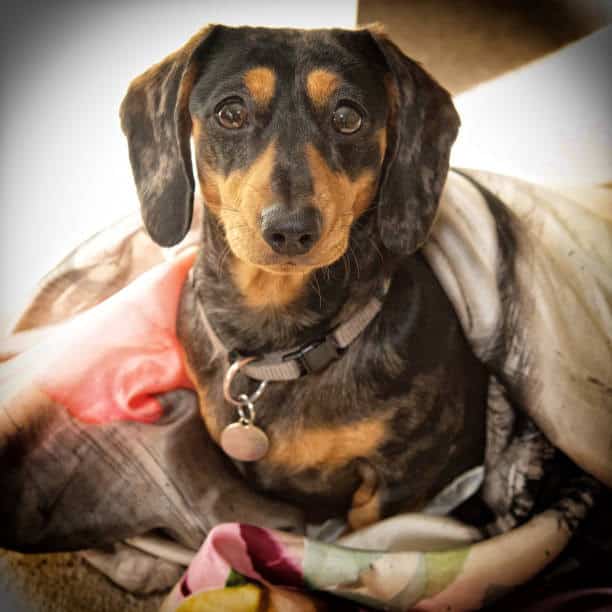 yellow lab dachshund mix