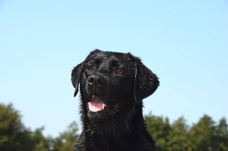 black golden retriever lab mix; mixed breed dogs.