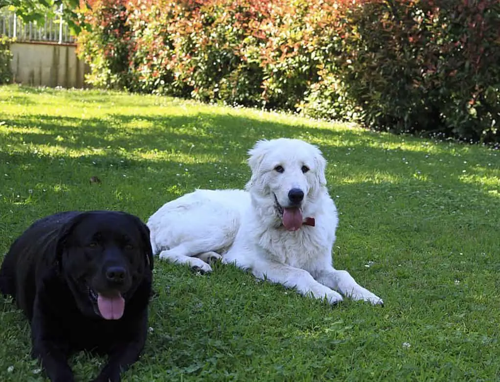 lab mixed with great pyrenees