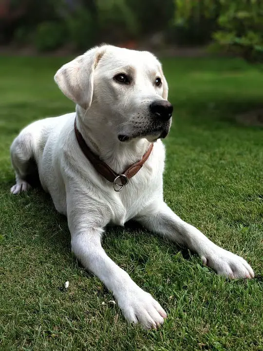 6 month labrador