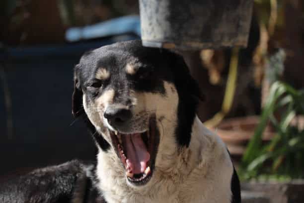 black mouth cur lab mix hunting dog