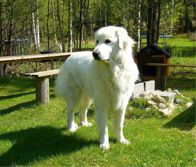 great pyrenees labrador mix