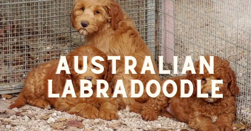 AUSTRALIAN LABRADOODLE