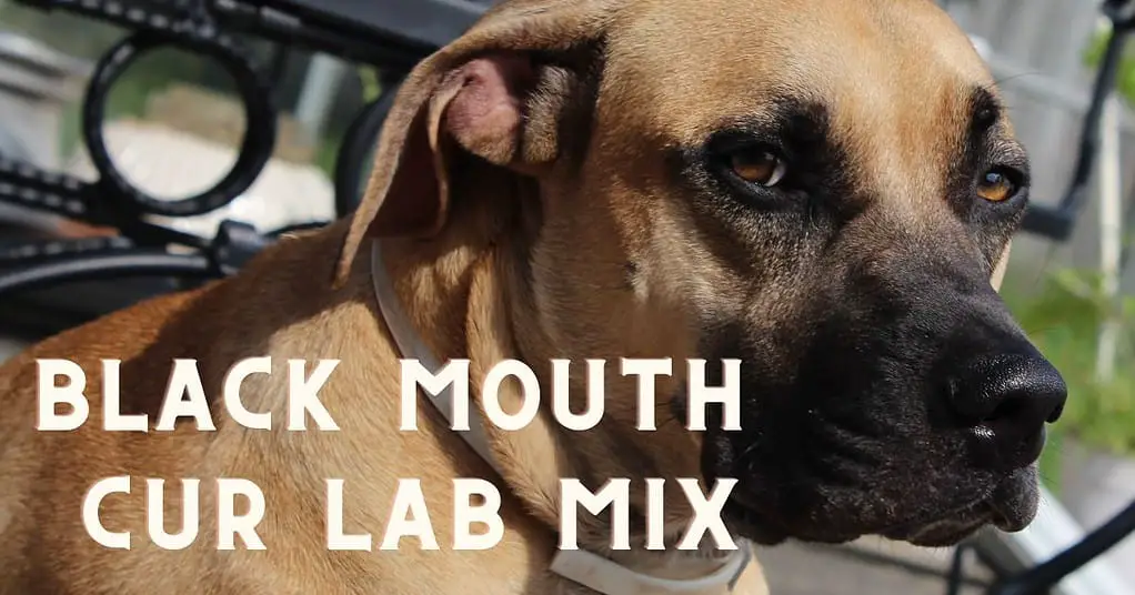 BLACK MOUTH CUR LAB MIX